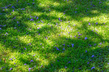 Blue petals of jacaranda flowers on a green lawn. Background