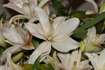 Nice colorful lily blossom