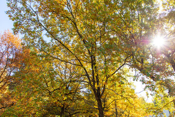 Autumn oak leaves in the park. Nature.