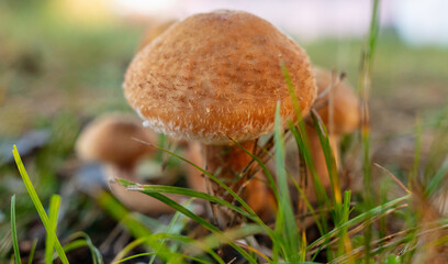 Honey mushrooms grow in the autumn forest. Close-up