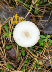 Inedible mushrooms grow in the autumn forest. Close-up