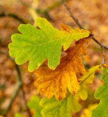 Autumn oak leaves in the park. Nature.