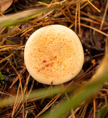 Inedible mushrooms grow in the autumn forest. Close-up