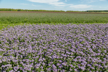 Lacy phacelia, blue tansy or purple tansy. Phacelia tanacetifolia