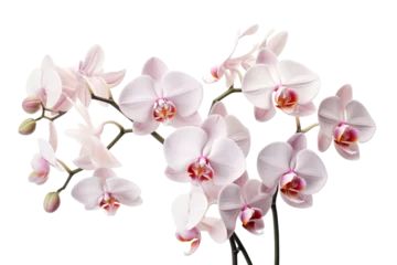 Tuinposter photorealistic close-up of orchids on white background isolated PNG © JetHuynh