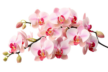 photorealistic close-up of orchids on white background isolated PNG