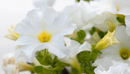 Naklejka na ściany i meble White flowers in nature. Close-up