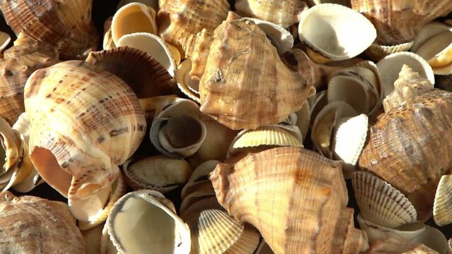 Sea shells on the beach. Summer background. Rapan conch shell top view. Beige light color. Aesthetic minimalism. Nature beauty. Mixed multi colorful seashells. Ocean coast. Seashell sun light