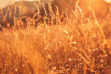 Summertime golden colors on a meadow.