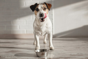 Cute dog eating food from bowl - 632034126