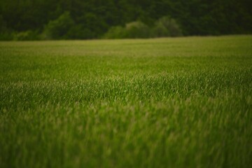 Obraz na płótnie Canvas Field of fresh green barley cereals. Agricultural field. Green malting barley in the field.
