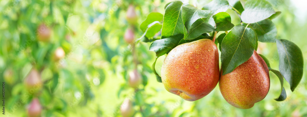 Wall mural fresh ripe pears on a tree in a garden