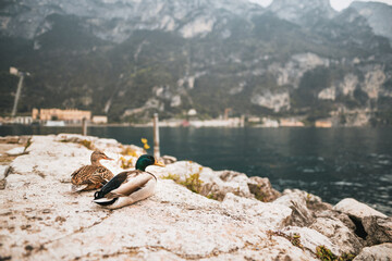 Goose and ducks on the Garde lake near Como Italy.
