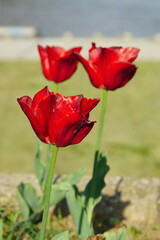Red tulip (Tulipa) flowers in spring.
