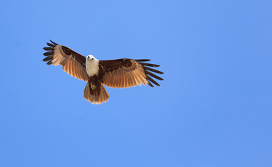 eagle in flight