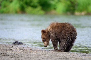 Ruling the landscape, brown bears of Kamchatka (Ursus arctos beringianus)