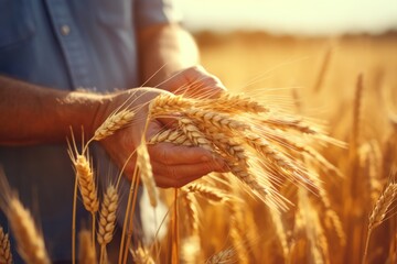 Hands of unrecognized farmer touching picked crop of wheat