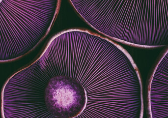 textured background of mushrooms purple lepista close-up - 632037176