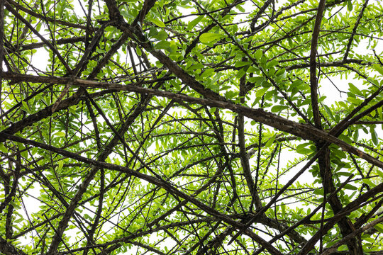 Leaf Branch Trees And Thorns