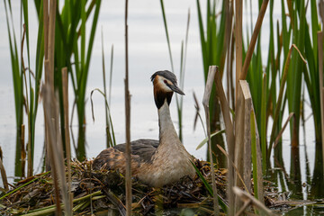 Great grebe bird on the nest
