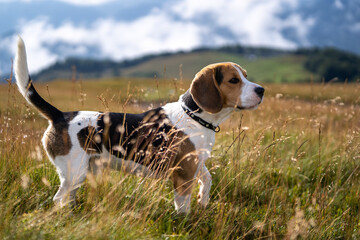 beagle in the grass