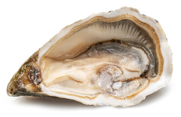 Opened raw oyster isolated on white background. © Екатерина Иванова