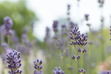 Lavender flowers in the nature, close up