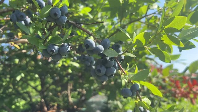 Blueberry bush in sunny day, organic succulent berries, just ready to pick, Blueberries plant growing in a garden field, . Blue berry hanging on a branch, Bio, organic healthy food