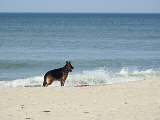 German Shepherd on the beach