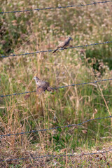 The zebra dove, Geopelia striata, also known as the barred ground dove, or barred dove, is a species of bird of the dove family, Columbidae, native to Indonesia