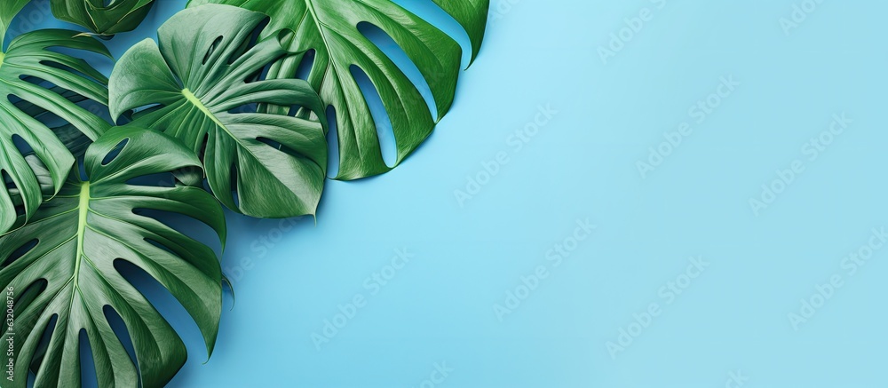 Poster Monstera leaves arranged on a blue background. is taken from a top-down perspective with empty space around the leaves. summery background with a natural theme showcasing creative minimalism and