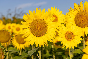 The sunflower field in rural Croatia