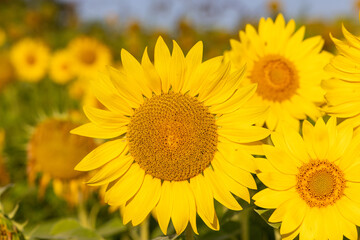 The sunflower field in rural Croatia