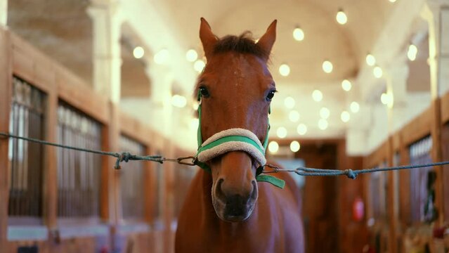 Portrait of graceful beautiful brown horse standing in stables indoors. Confident animal in barn on ranch