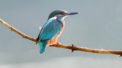 lilac roller