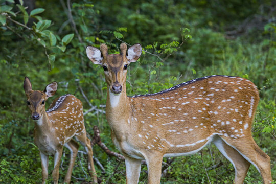 deer in the forest
