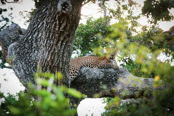 leopard resting on a tree