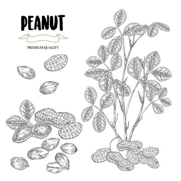 Peanuts vector illustration. Hand drawn Peanut plant with ripe nuts isolated on white background. Vintage engraved sketch style.