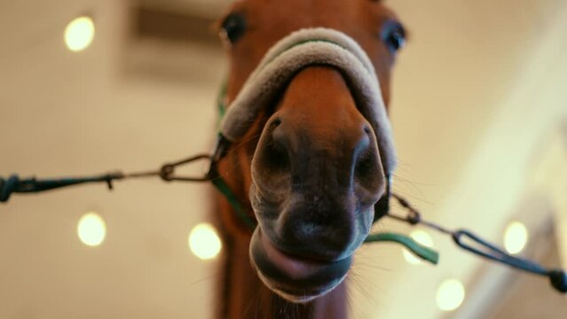 Low angle view close-up muzzle of graceful horse indoors. Closeup brown animal in stables in barn on ranch indoors