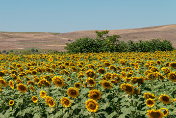 Obraz premium Organic sunflower field against sunny and blue sky