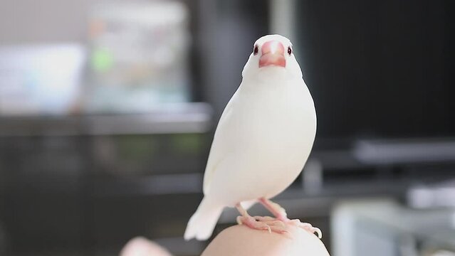 飼い主とお話したい白文鳥