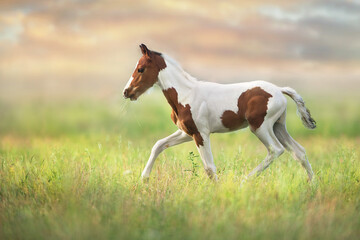 Pinto colt on green pasture