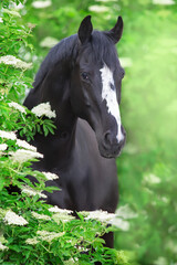 Black Horse portrait