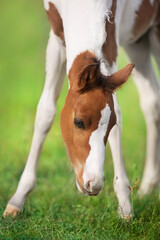 Foal grazing grass on pasture