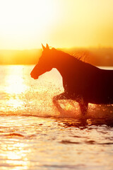 Horse run in water in sunset light