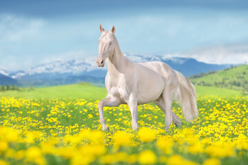 Teke horse free run in flowers
