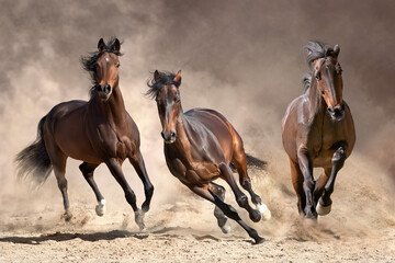 Horses galloping in dust