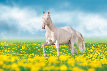 Teke horse free run in flowers - 632055581