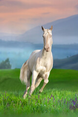Perlino teke horse run against sunset in mountain