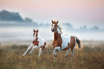 Red pinto horse with foal in fog